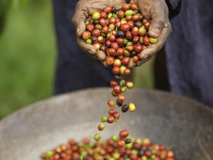 Bio-Kaffee im Anbaugebiet