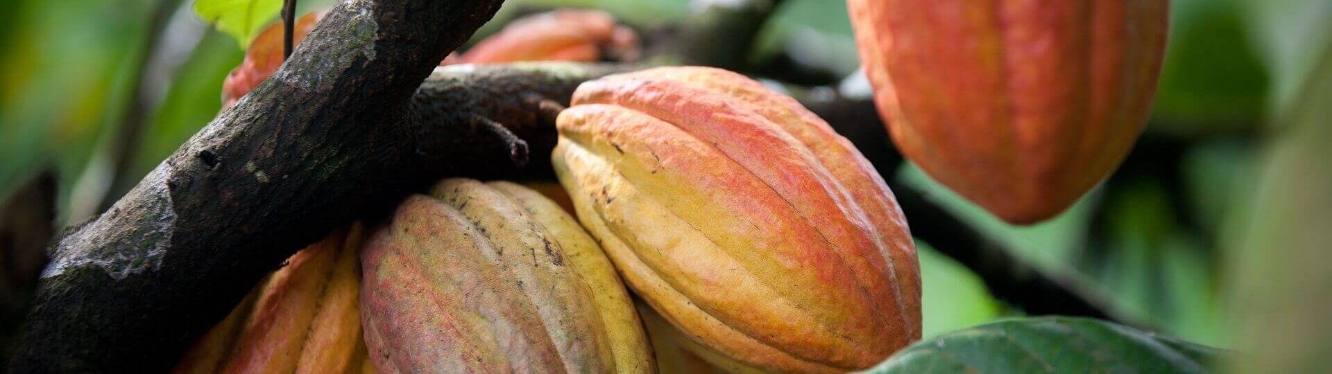 Wie wächst eine Kakaopflanze?