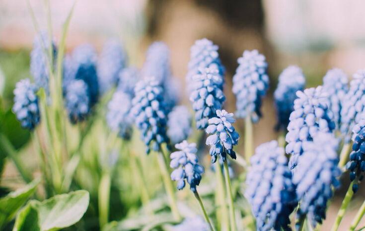 Blühende Blumen im Garten