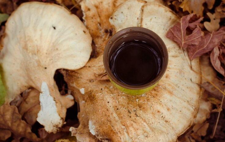 Kaffee liegt auf Pilz