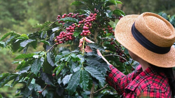 Frau pflückt reife Kaffeekirschen von einem Strauch