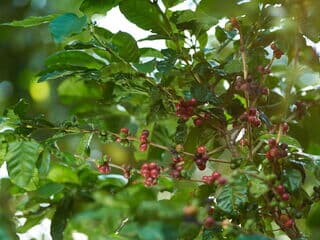 Rote Kaffeebohnen wachsen an einem grünen Strauch in der Sonne