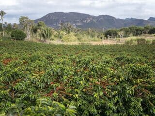Reife Kaffeekirschen auf Plantage mit Bergen im Hintergrund