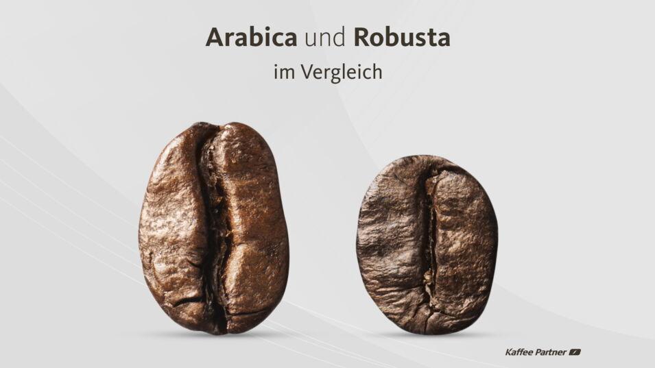 Arabica vs Robust im Vergleich
