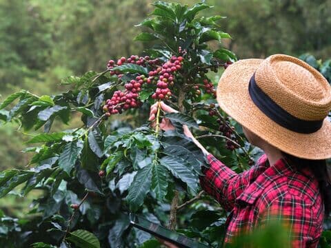 Frau pflückt reife Kaffeekirschen von einem Strauch