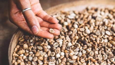 Hand zeigt nicht geroestete Kaffeebohnen