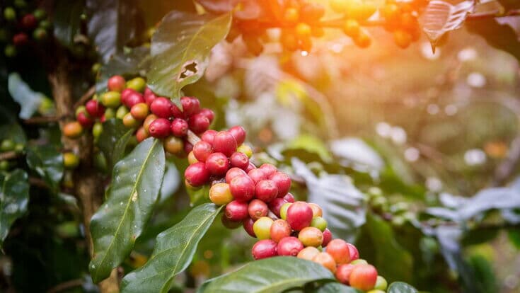 Kaffeekirschen