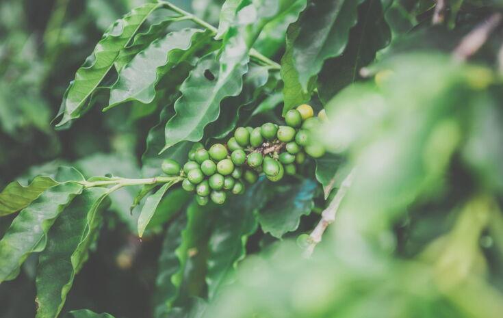 Green Coffee