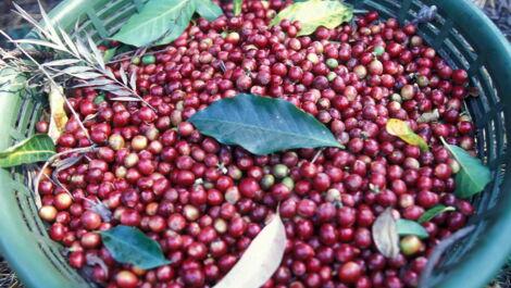 Kaffeekirschen nach ernte im Sack