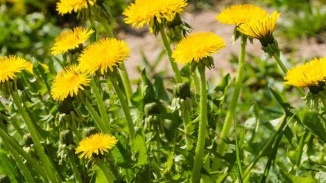 Ein Feld mit Löwenzahnblumen