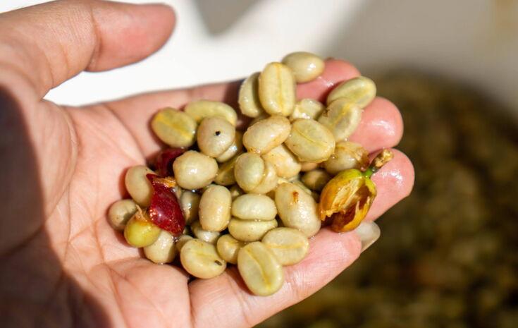 Kaffeekirsche Inhalt: Fruchtfleisch und Bohnen