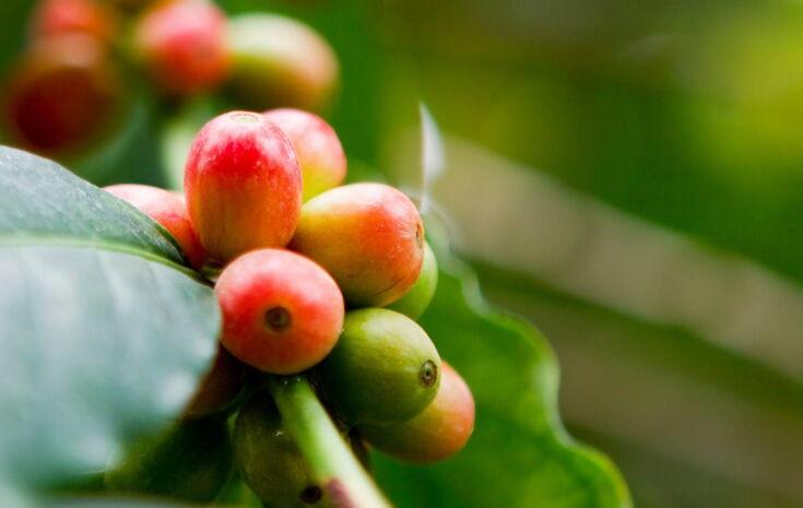 Reifende Kaffeekirschen am Strauch