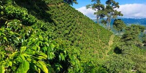 Kaffeeplantage in hoher Lage mit weitem Horizont