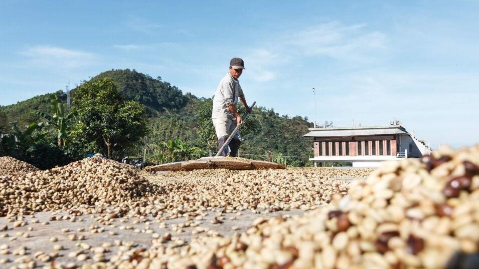 Bauer trocknet und wendet geschälte Kaffeebohnen in der Sonne