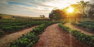 kaffeeplantage sonnenaufgang