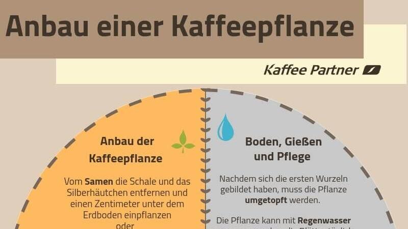 Infografik Anbau Kaffeepflanze
