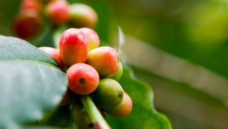 Kaffeekirschen am Strauch