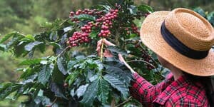 Frau pflückt reife Kaffeekirschen von einem Strauch