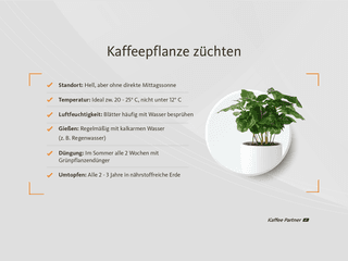 Pflegeanleitung für eine Kaffeepflanze mit Standort-, Gieß- und Düngetipps