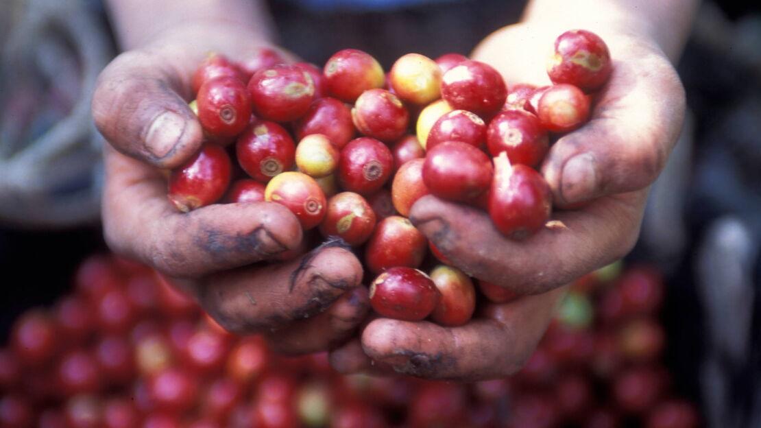 Kaffeepflücker hält reife Kaffeekirschen in der Hand