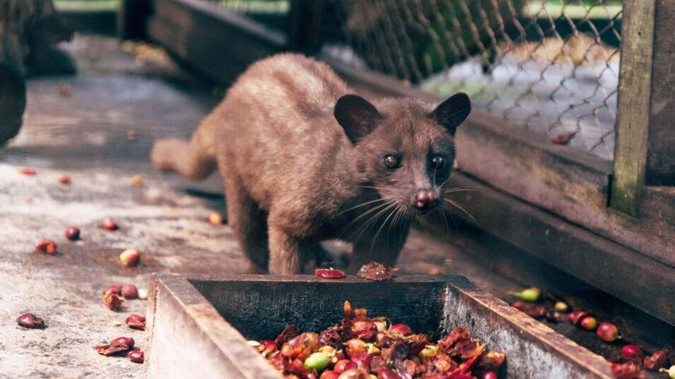 Herstellung von Kopi Luwak Kaffee