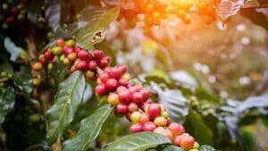 Kaffeekirschen