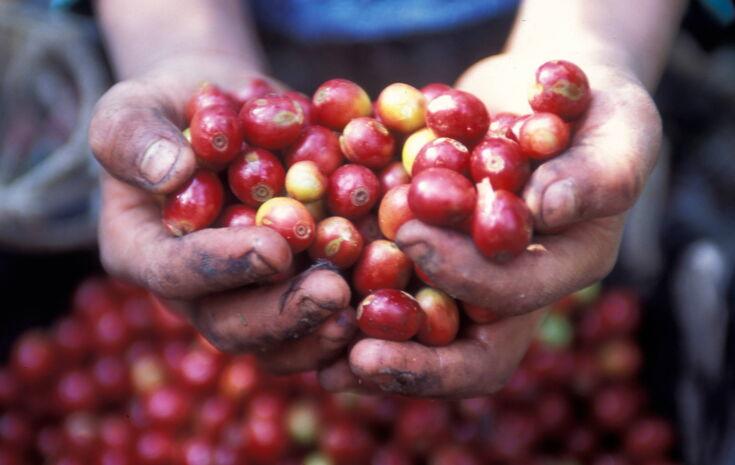 Kaffeepflücker hält reife Kaffeekirschen in der Hand