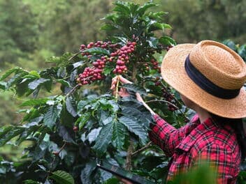 Frau pflückt reife Kaffeekirschen von einem Strauch