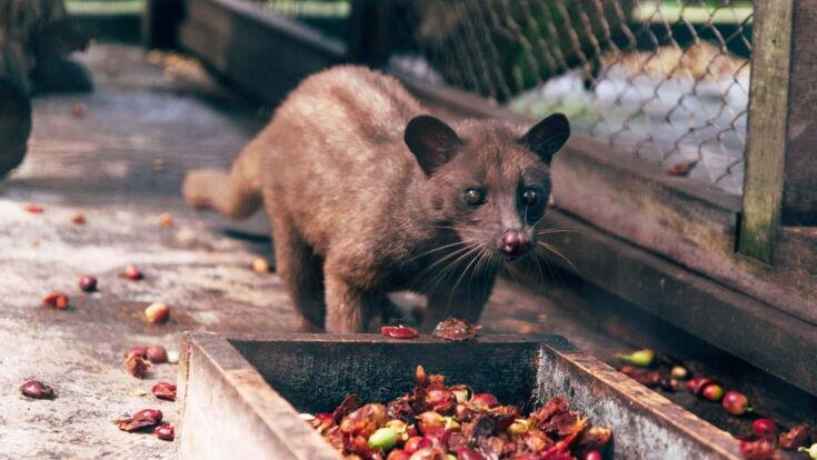 Herstellung von Kopi Luwak Kaffee