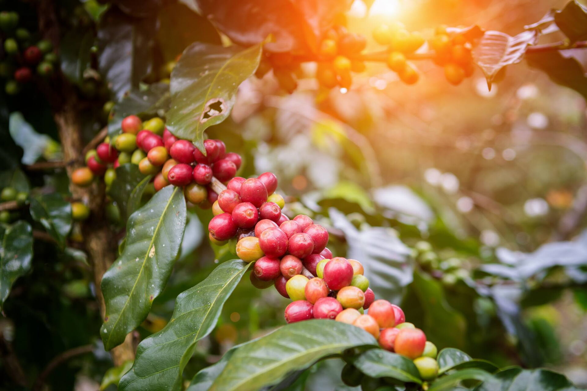 Kaffeepflanze selbst zchten und pflegen | Kaffee Partner